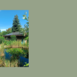 Zdjęcie ogrodu z oczkiem wodnym.