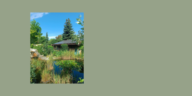 Zdjęcie ogrodu z oczkiem wodnym.